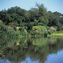 L'étang d'Aureilhan