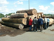 Séjours de découverte de la filière bois à Mimizan